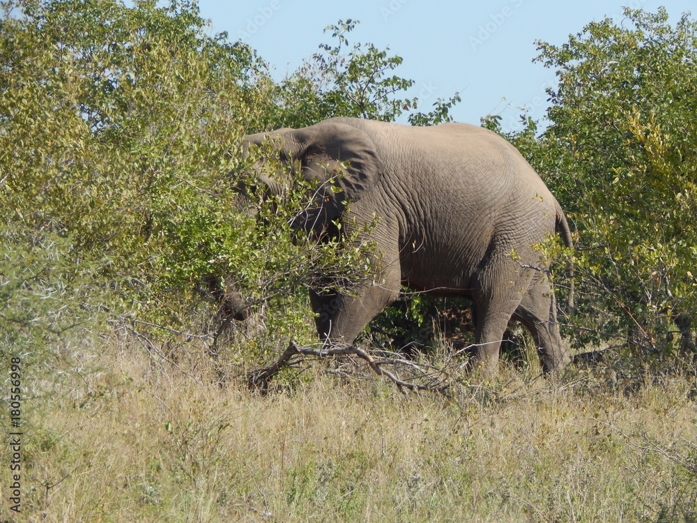 Naklejka premium South African wildlife