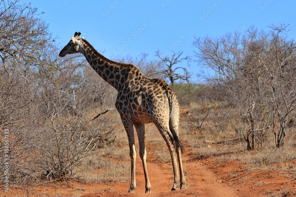 Fototapeta premium South Africa