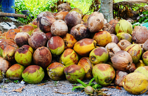 A lots of Ripe coconuts in Asia