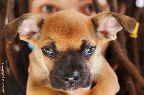 A girl with dreadlocks holds a puppy dog in front of her face. Big eyes