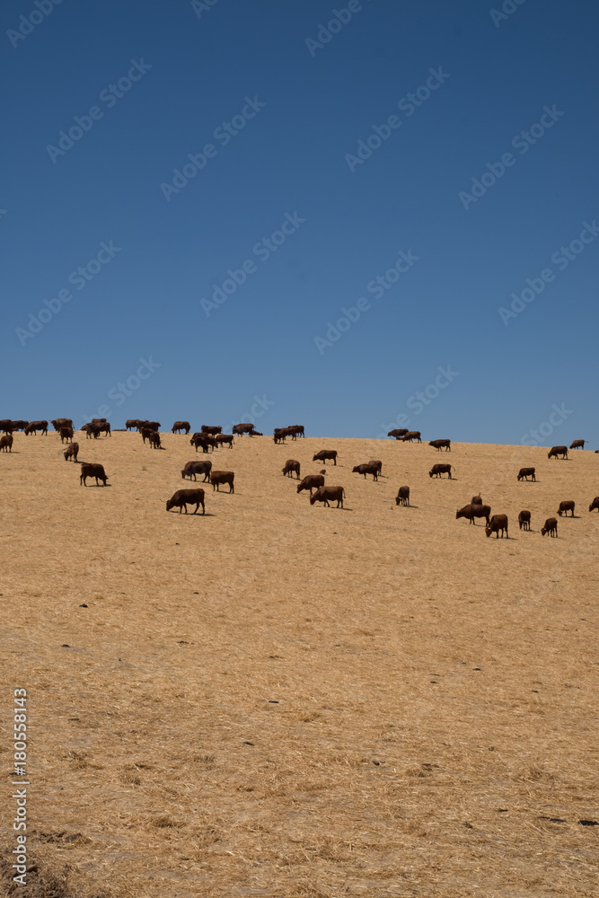 Cows graizing field with blue sky