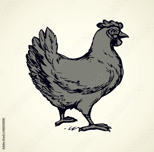Hen. Vector drawing
