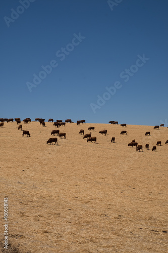 Obraz na płótnie Cows graizing field with blue sky w salonie