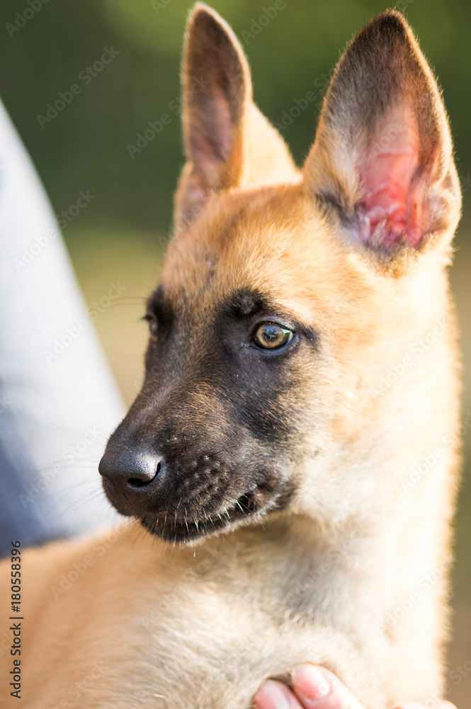 Malinois Welpe Portät Malinois Welpe Portät