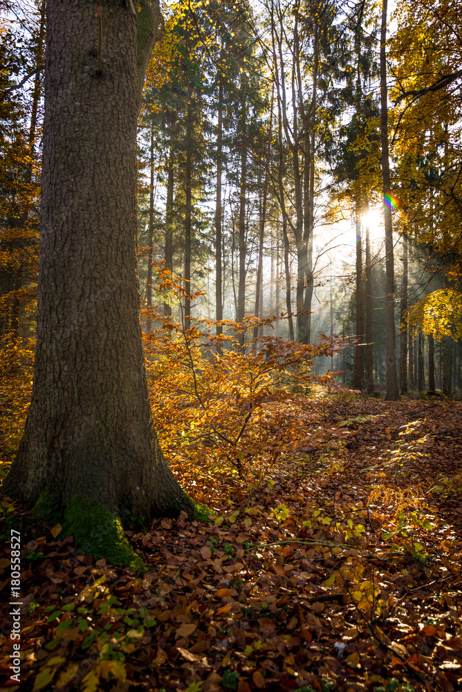 Fototapeta premium drzewo 