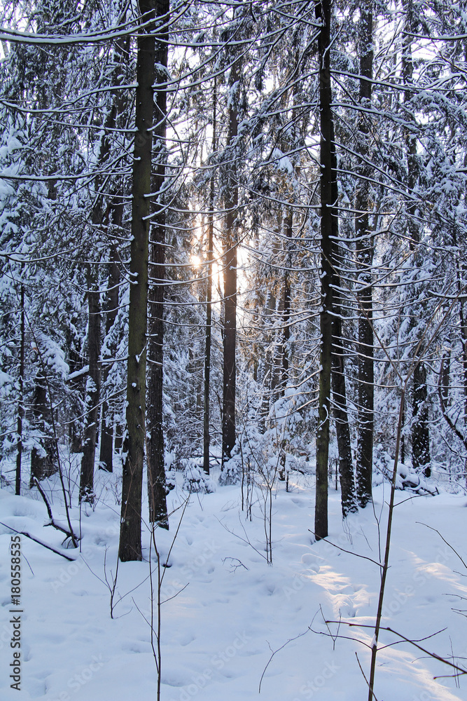 Evening sun in the snowy winter northern forest. Evening sun in the snowy winter northern forest.