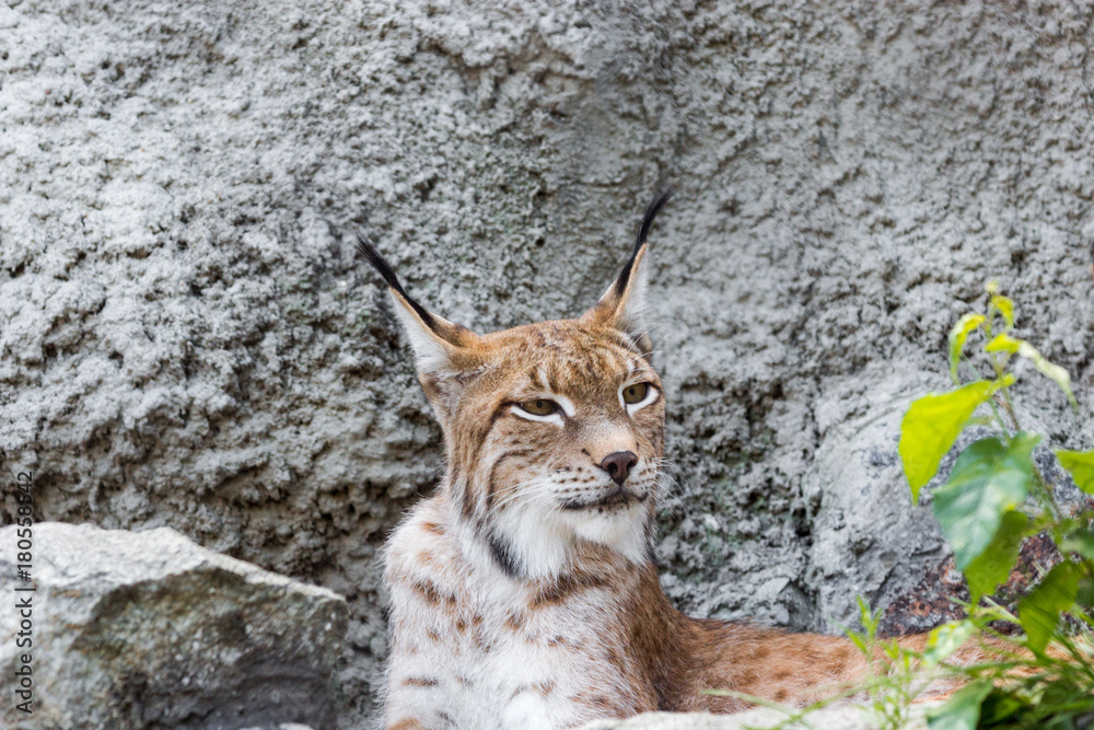 Obraz premium a female of the northern lynx with a brood, in the ruins of a meteorological station in Siberia