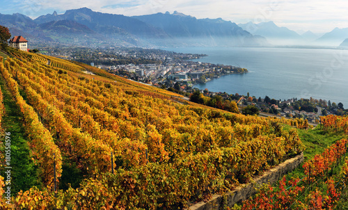 panorama of autumn vineyards in Switzerland