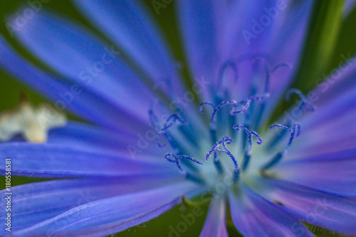 bright flowers macro photo photo