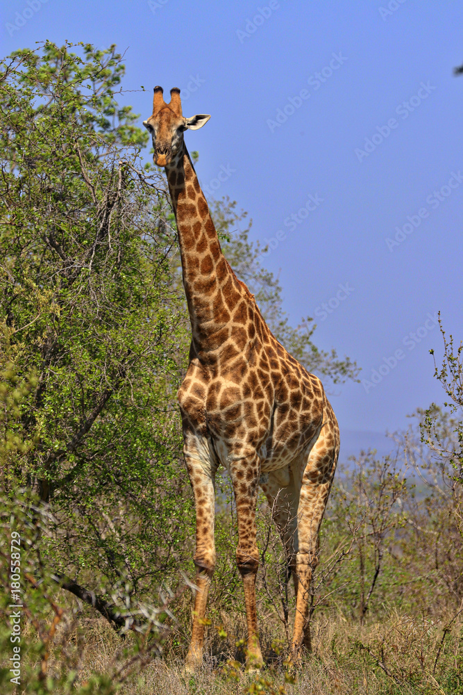 Obraz premium South Africa