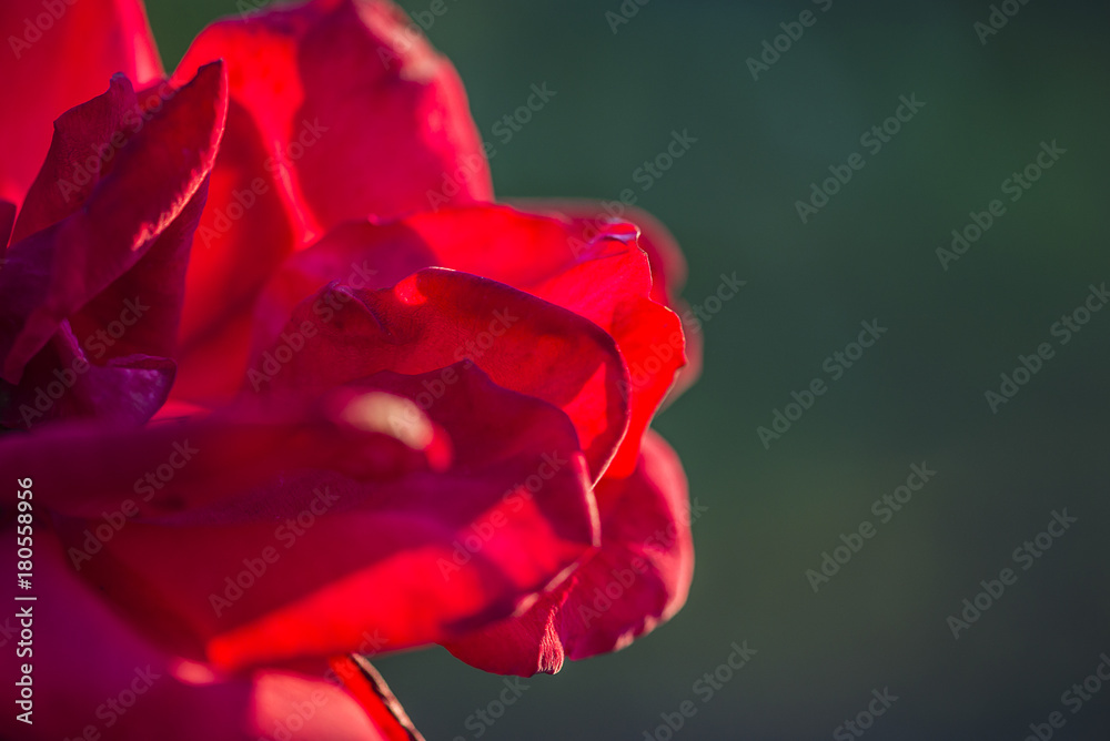 half of red rose on dark background close up half of red rose on dark background close up