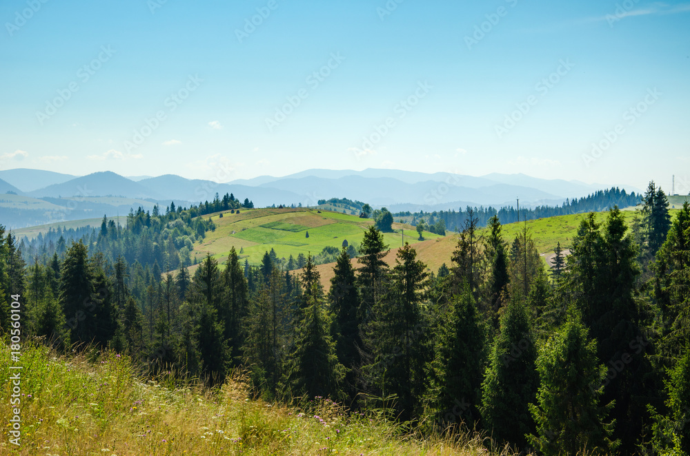 Beautiful trees in the mountains. Green grass and hot sun. Summer season Beautiful trees in the mountains. Green grass and hot sun. Summer season