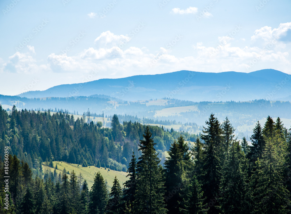 Obraz premium Beautiful trees in the mountains. morning mist against the background of coniferous trees. Summer season