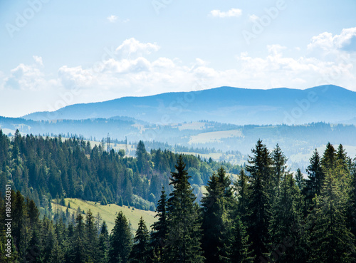 Beautiful trees in the mountains. morning mist against the background of coniferous trees. Summer season