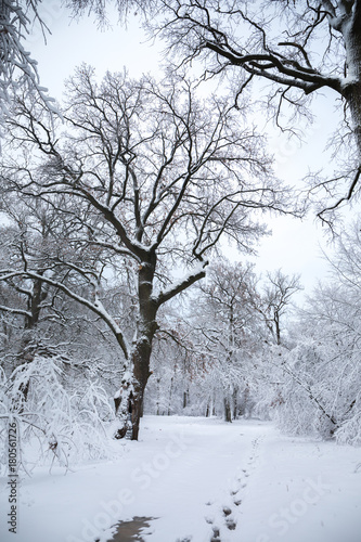 Snow-covered old oaks © Mallivan