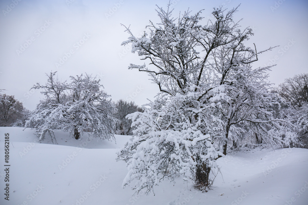 Snow-covered tree on a hill Snow-covered tree on a hill