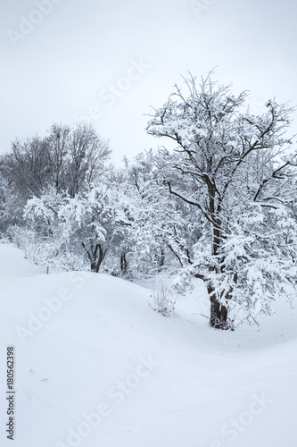 Snow cover on trees