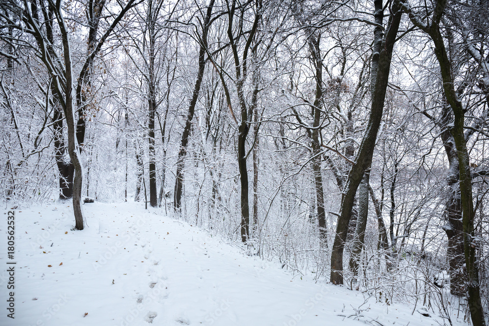 Thickets of trees in the forest