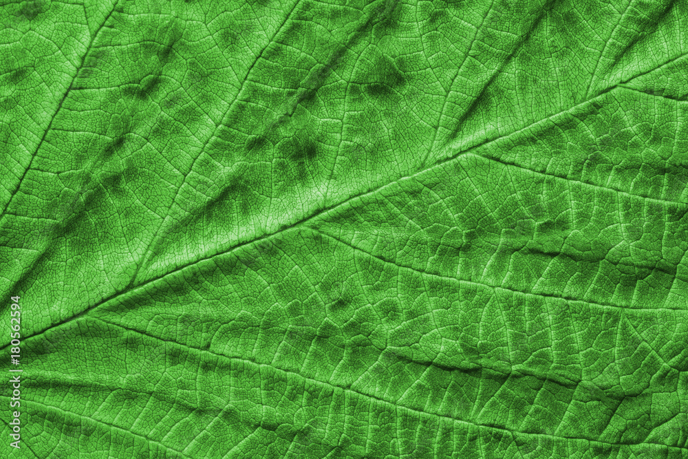 texture of a green leaf macro texture of a green leaf macro