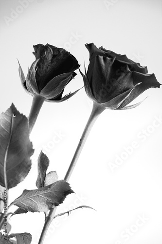 black and white image of two roses