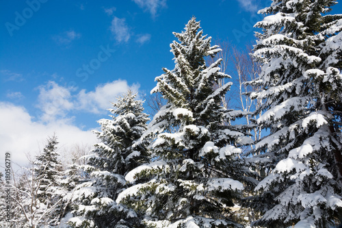 冬の青空と雪化粧したマツ林