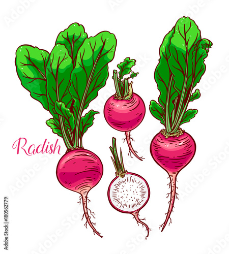 set of ripe radish