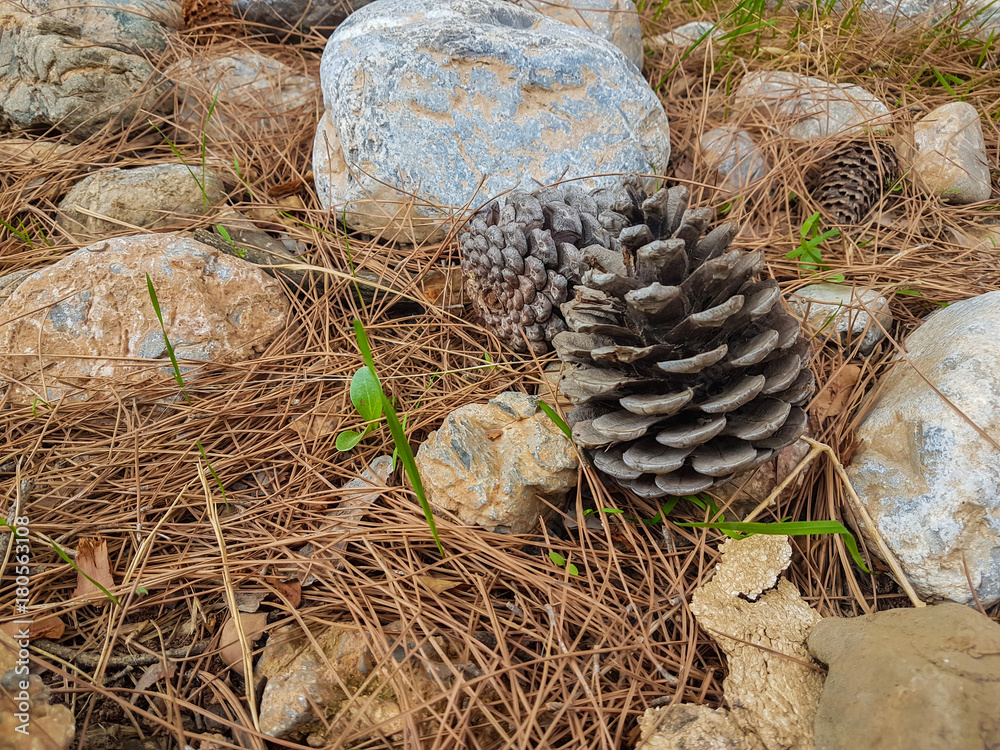Obraz premium pine cones and stones on dry pine leaves