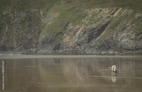 A dog playing on a beach with the cliffs in the background and a reflection on the wet sand