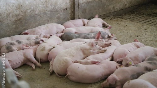 Herd of pigs sleeping in piggery photo