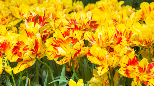 tulip yellow flowers, park Keukenhof