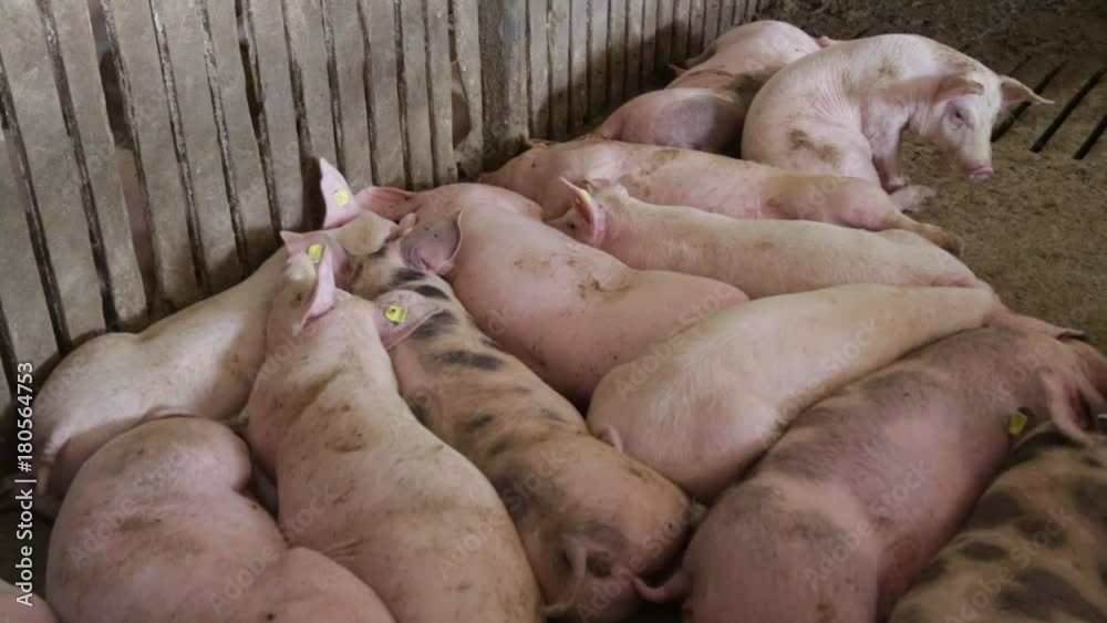 Pigs leaning on each other and sleeping Pigs leaning on each other and sleeping