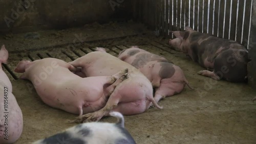 Pigs sleeping in swinery photo