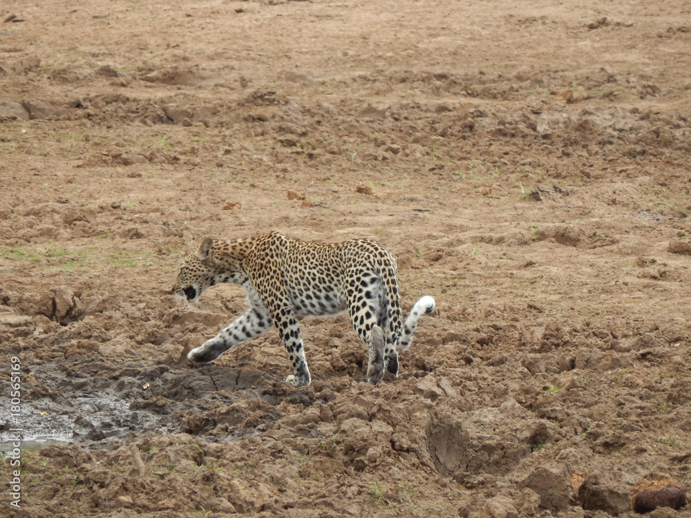 South African wildlife