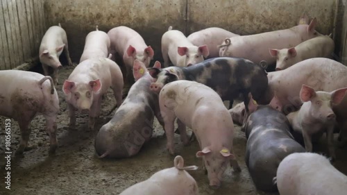 Pig farm husbandry photo