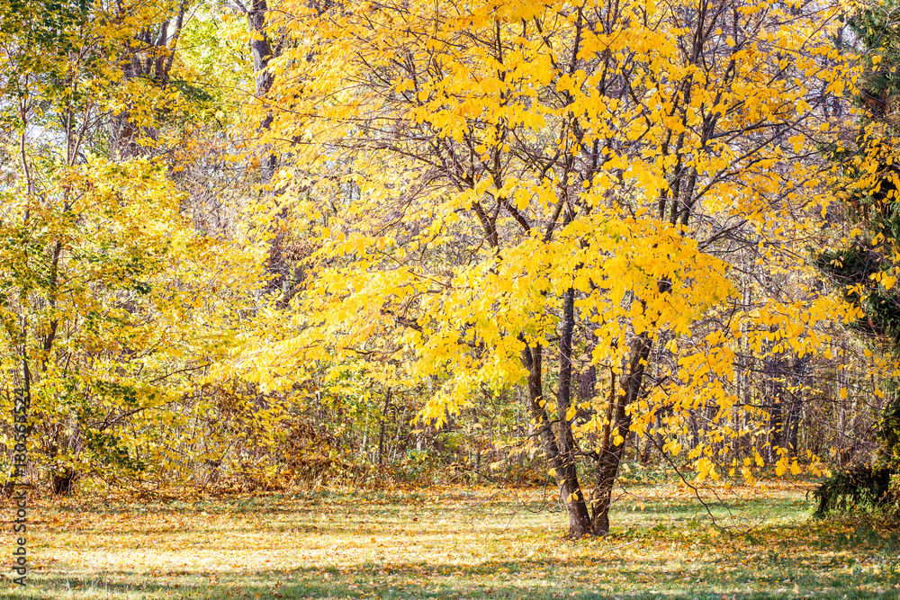Beautiful tree with yellow foliage in autumn park.