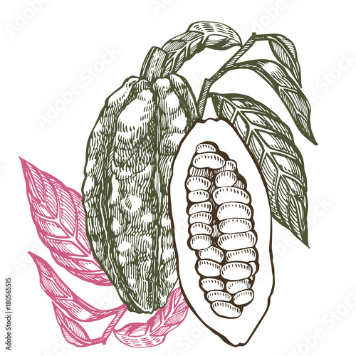 Chocolate Cocoa beans vector illustration. Engraved style illustration. Sketched hand drawn cacao beans, tree, leafs and branches.
