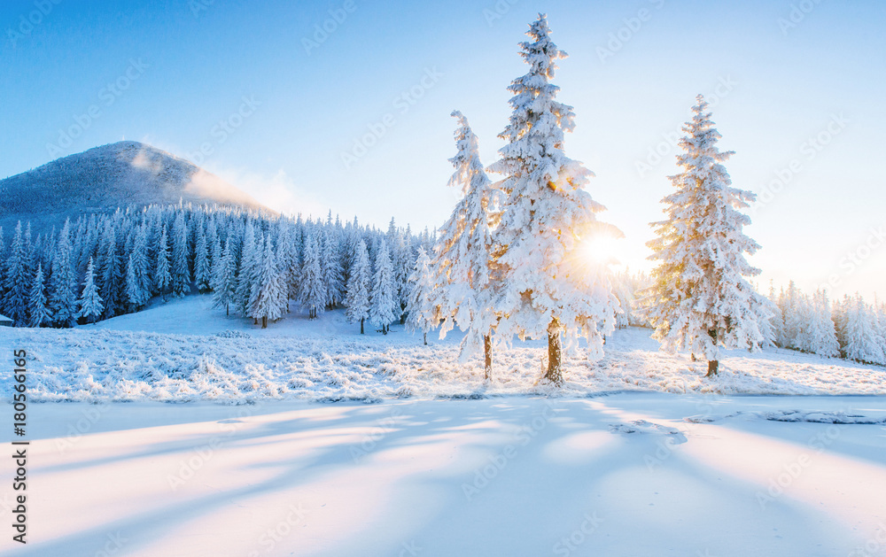 Fototapeta premium Kolorowa zimy panorama w Karpackich górach. Jedlinowi drzewa zakrywali świeżego śnieg przy mroźnym rankiem jarzy się pierwszy światło słoneczne