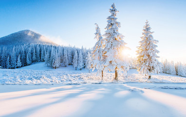 Colorful winter panorama in the Carpathian mountains. Fir trees covered fresh snow at frosty morning glowing first sunlight