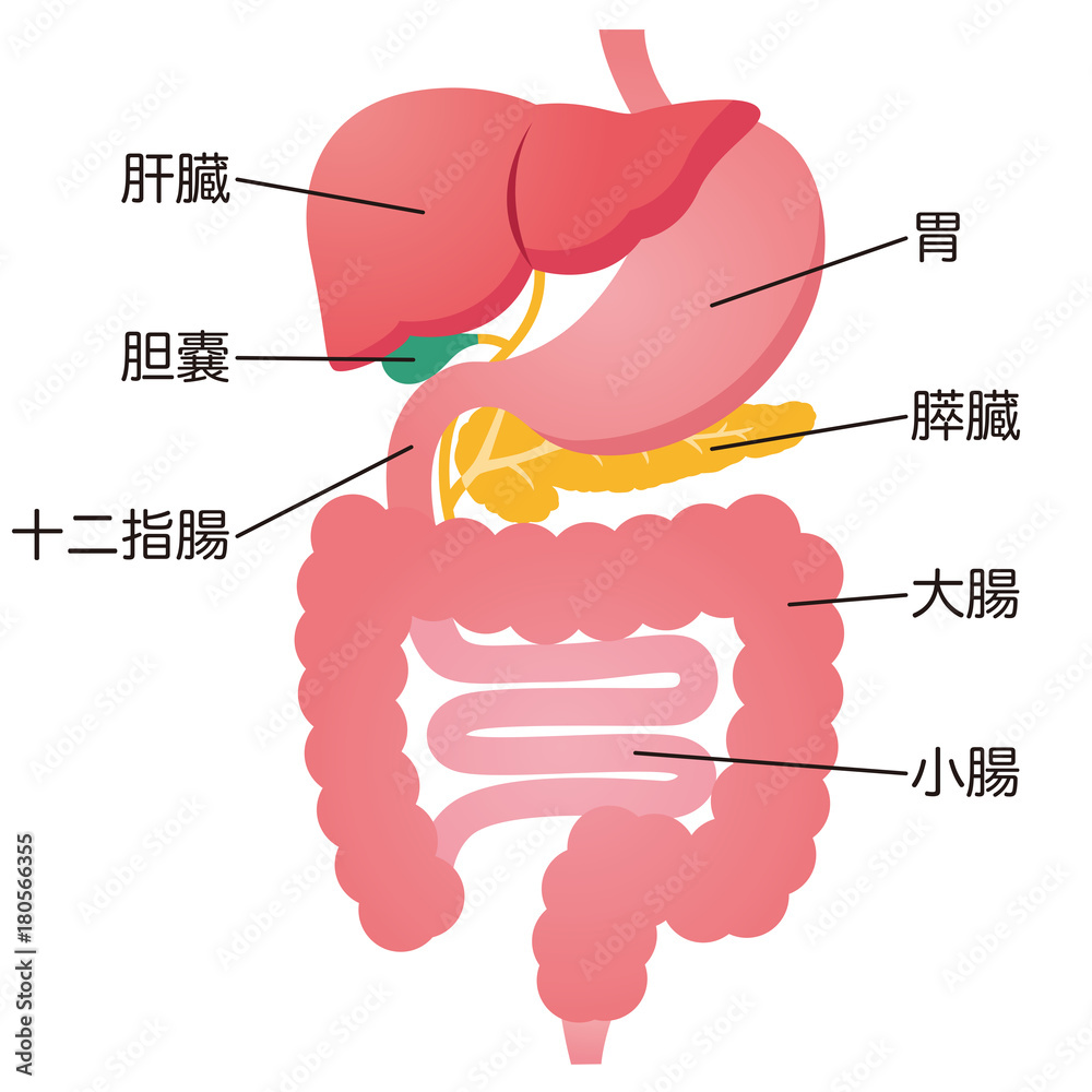 消化器系