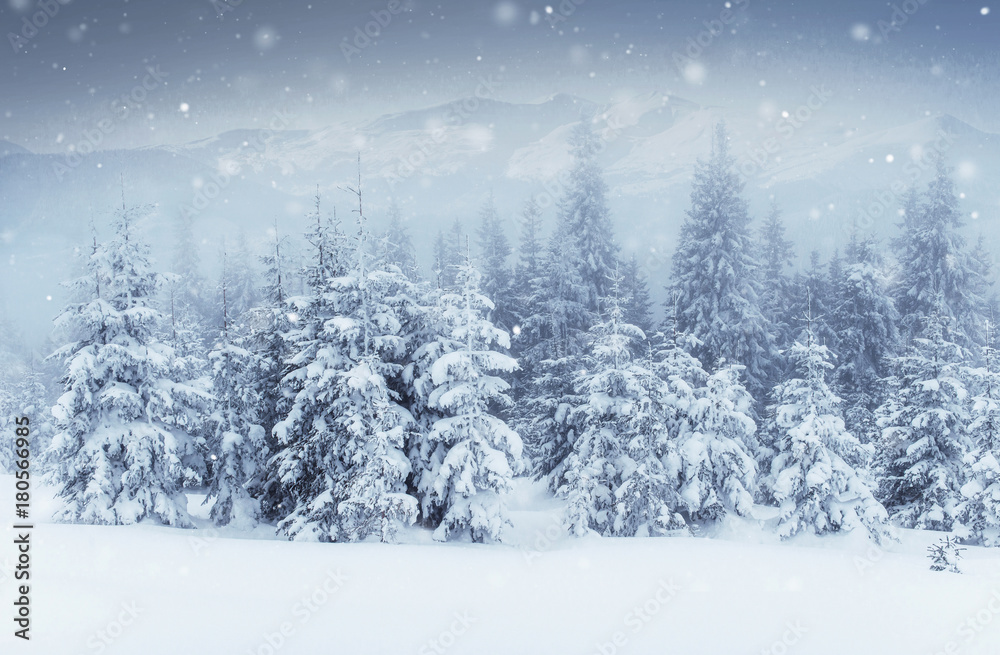 Fototapeta premium starry sky in winter snowy night. fantastic milky way in the New Year's Eve. Starry sky snowy winter night. The Milky Way is a fantastic New Year's Eve. Winter road in the mountains
