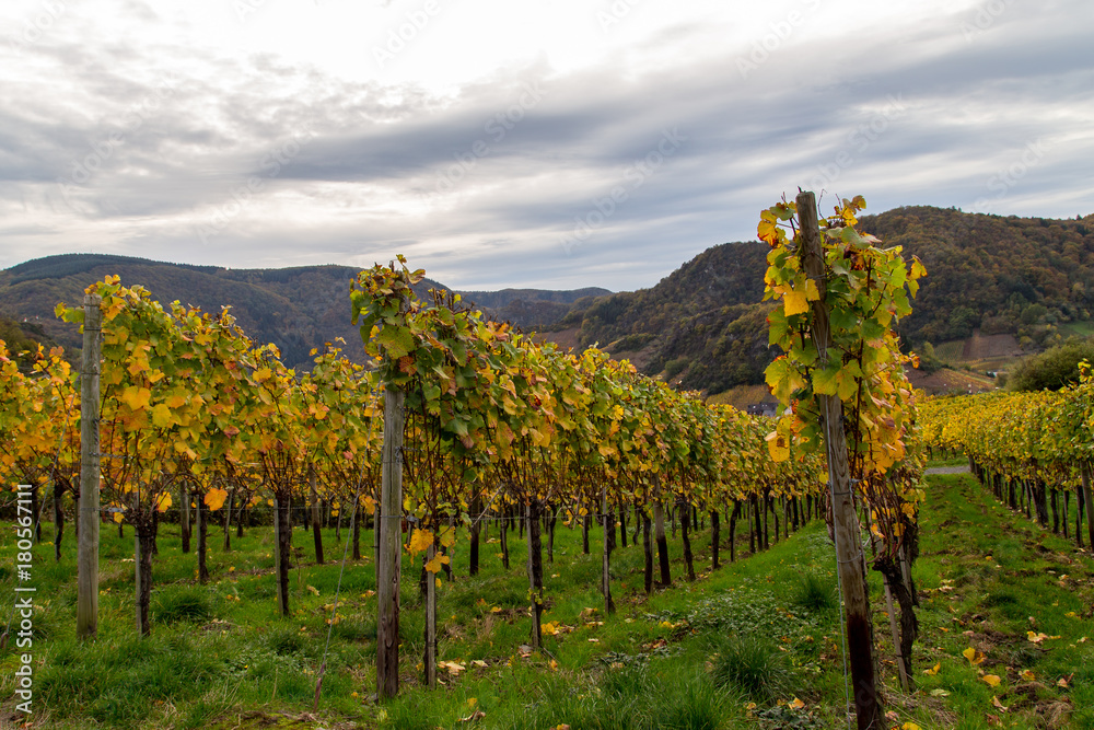Weinreben auf dem Rotweinwanderweg im Ahrtal im Herbst