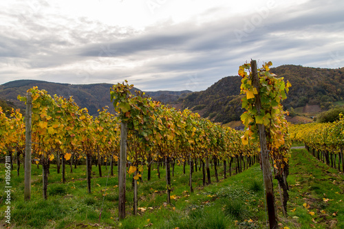 Weinreben auf dem Rotweinwanderweg im Ahrtal im Herbst