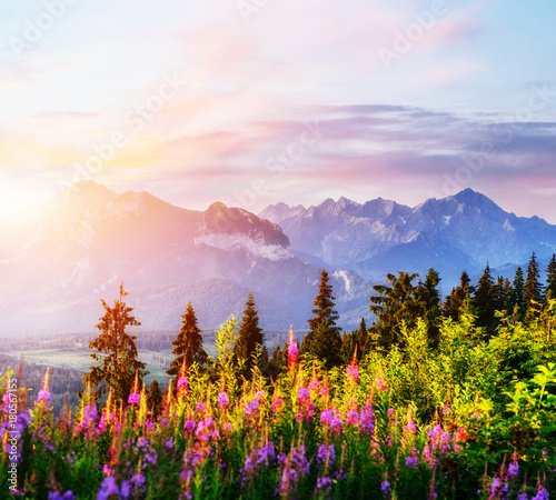 wildflowers in the mountains at sunset. Ukraine, Europe