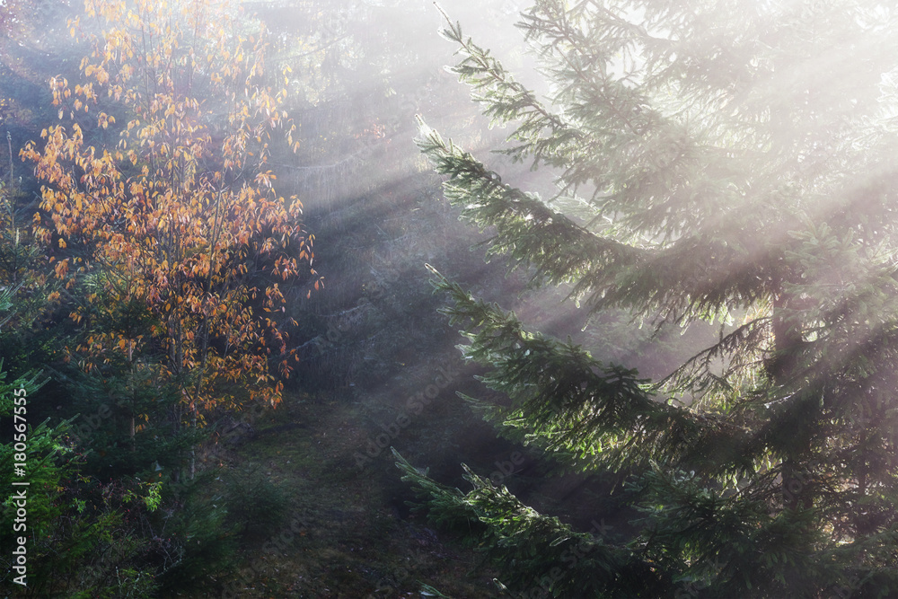 Fototapeta premium Beautiful morning fog and sunbeams in the autumn pine forest