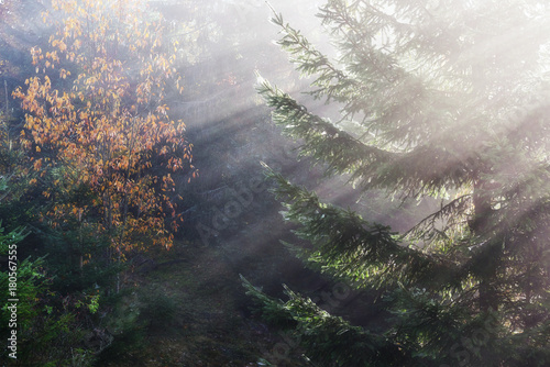 Fototapeta Naklejka Na Ścianę i Meble -  Beautiful morning fog and sunbeams in the autumn pine forest