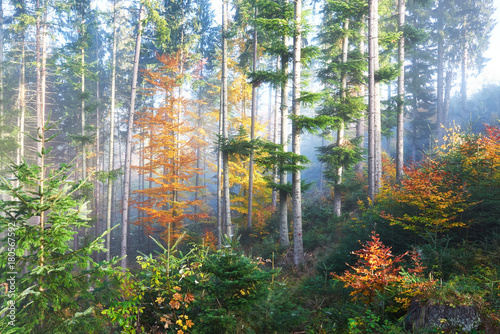 Beautiful morning fog and sunbeams in the autumn pine forest