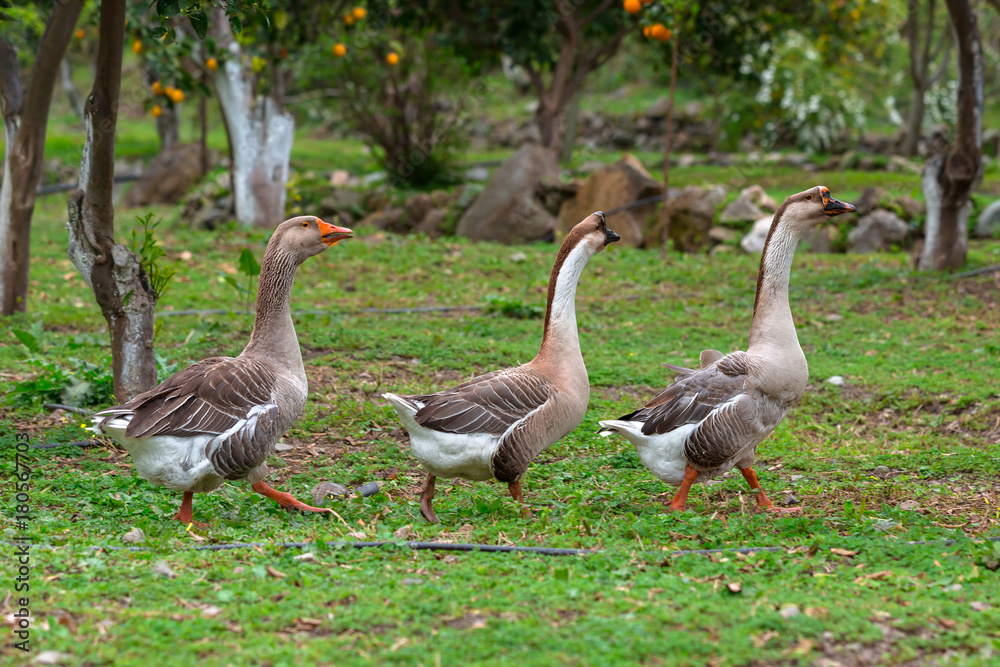 Three geese waking on the grass Three geese waking on the grass