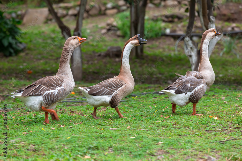 Three geese waking on the grass Three geese waking on the grass