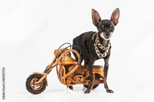 A dog stands by a motorcycl...