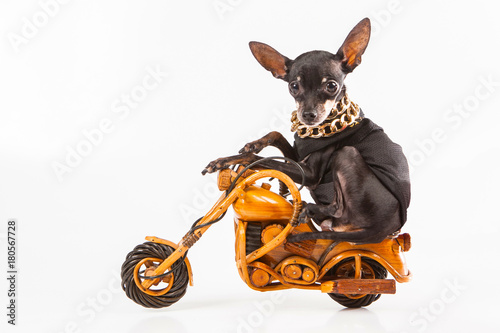 Dog biker. The dog sits on ...